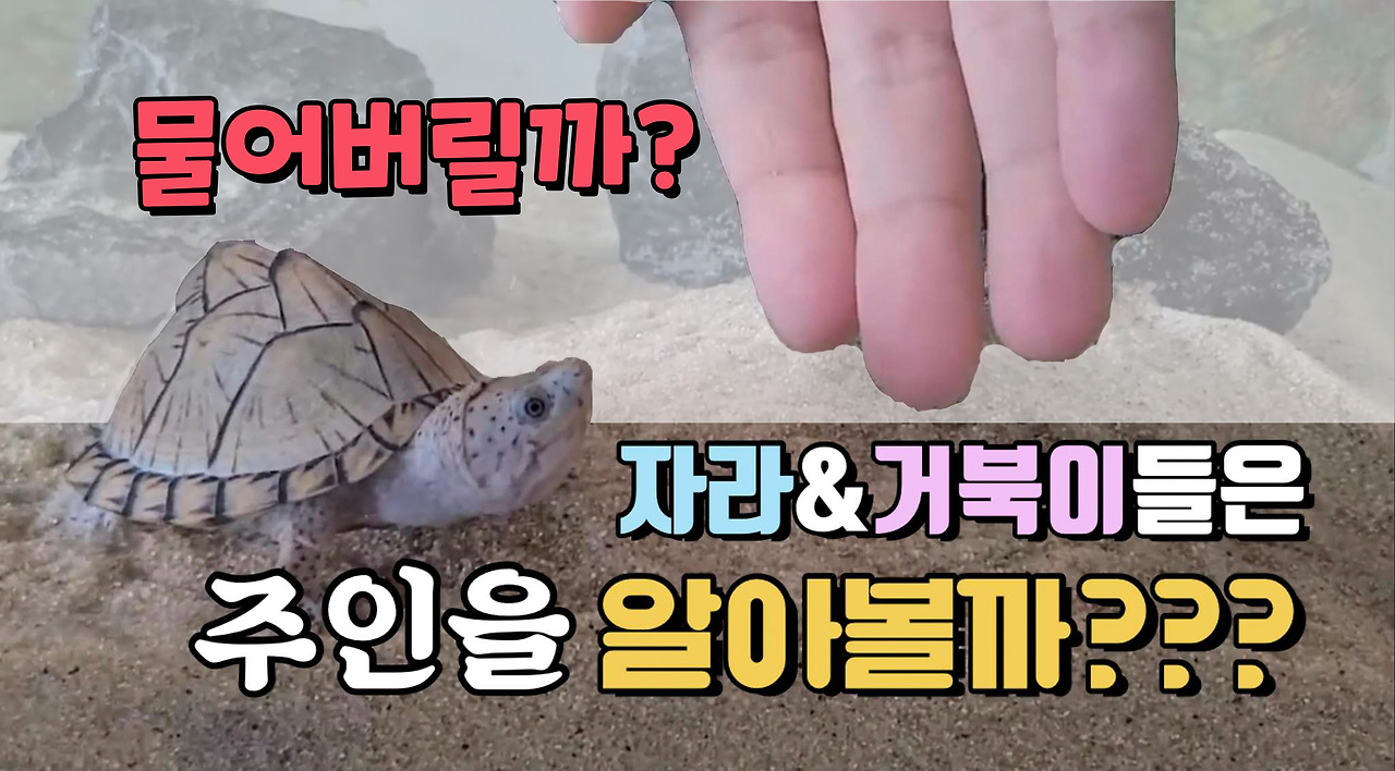거북이 이미지