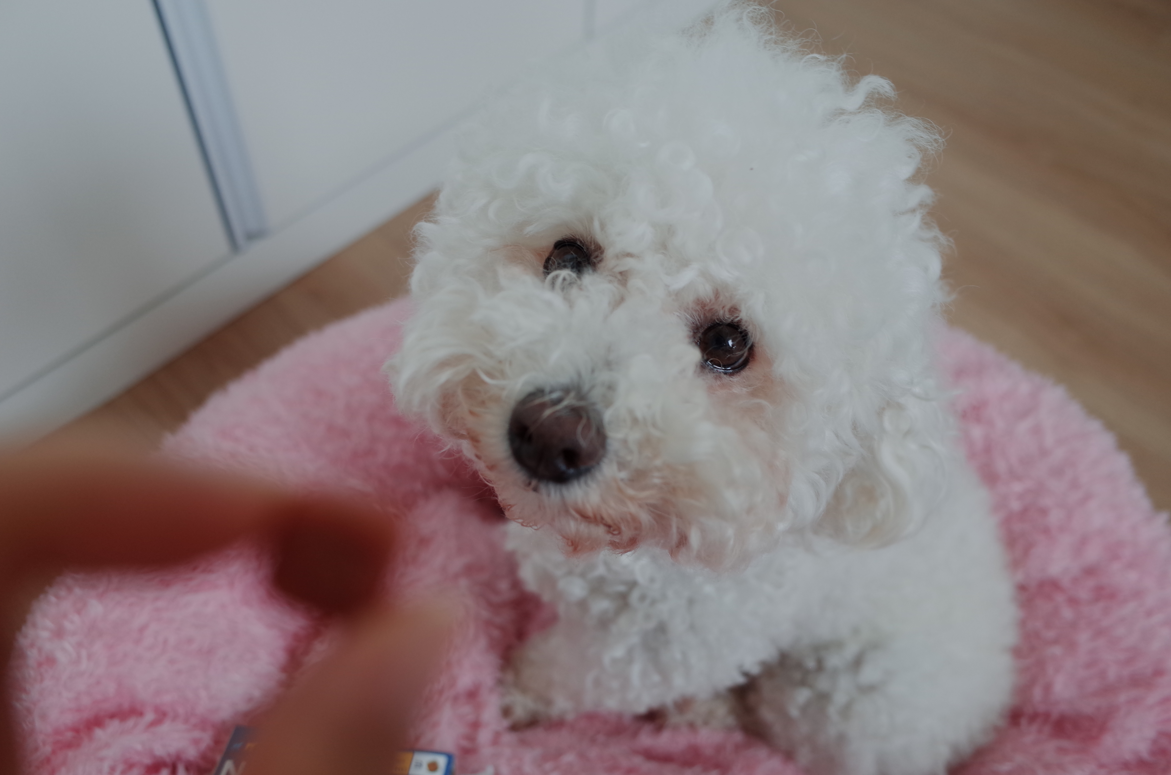 넥스카드스펙트라_약을_바라보는_흰색_푸들_밍밍이