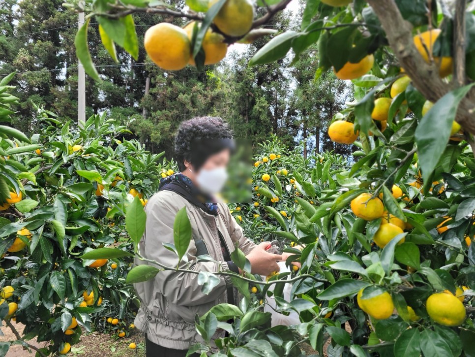 가족여행 저렴하게 대절 굿 제주도 승합차 투어 21