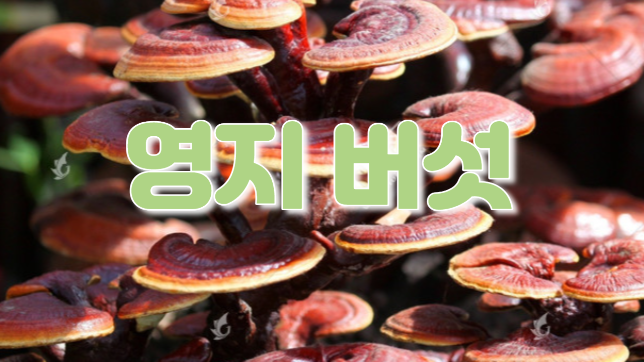  영지버섯