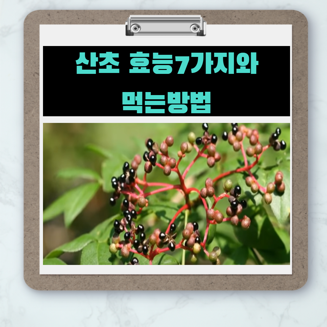 천연진통제 - 산초효능 및 먹는방법