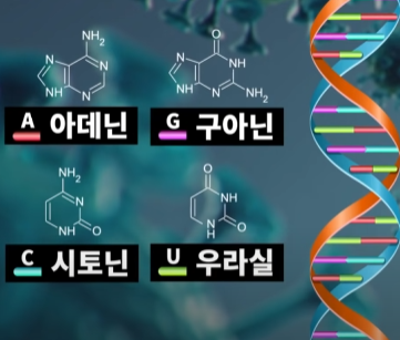  코로나 델타 변이바이러스의 역습/코로나 바이러스 돌연변이란?