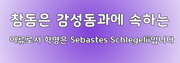  참돔은 감성돔과에 속하는 어류로서 학명은 Sebastes Schlegelii입니다