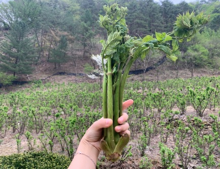 생방송투데이 이 주의 장바구니 강원도 평창 참두릅 365삼 구입 주문방법 산양삼&amp;#44; 오가피순&amp;#44; 명이나물&amp;#44; 고들빼기&amp;#44; 산더덕&amp;#44; 솔순&amp;#44; 도라지&amp;#44; 땅두릅