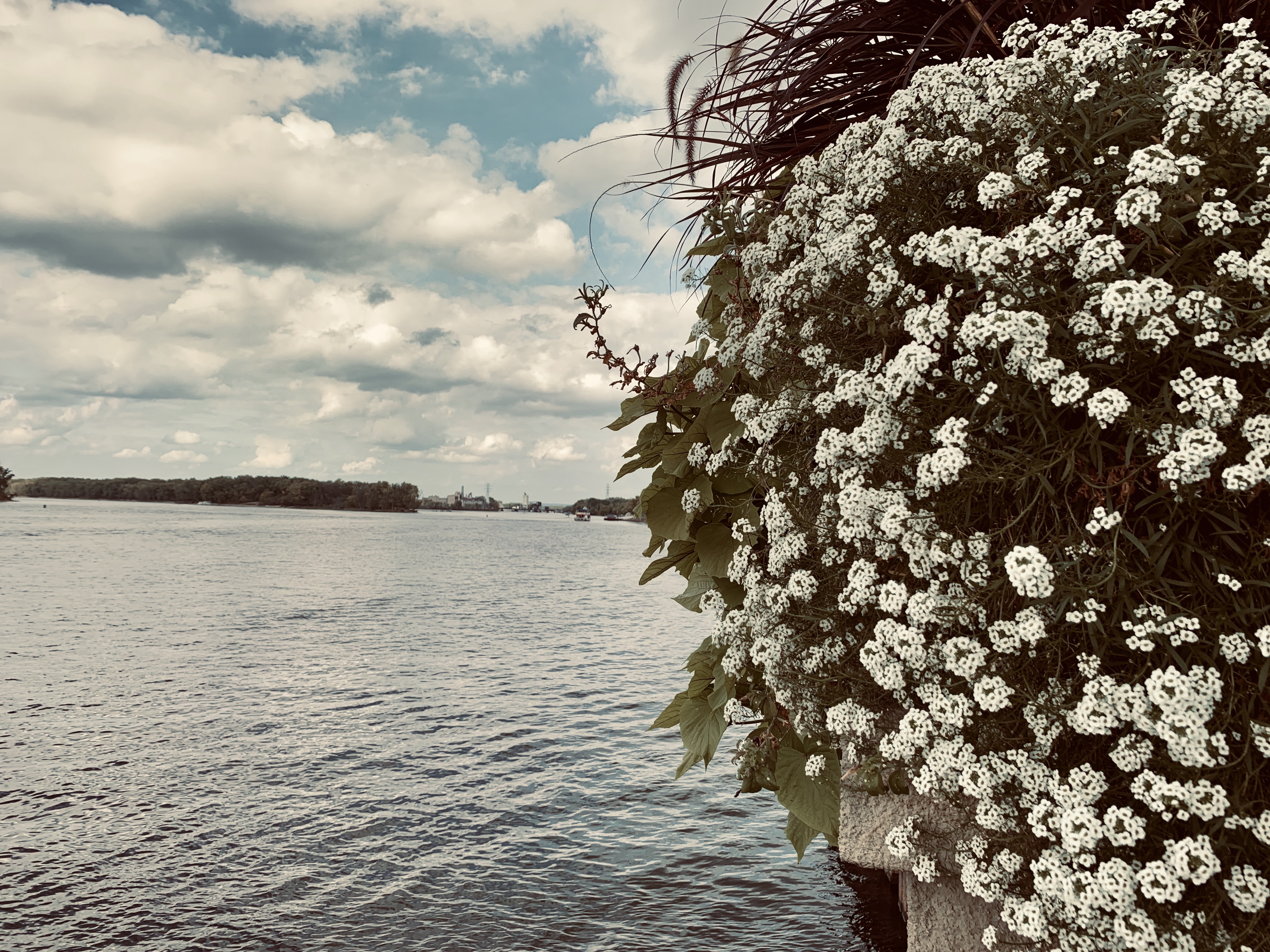 하늘-강-펜스-흰색꽃-피어있는-모습