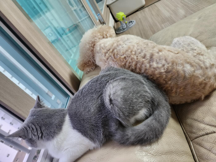 브리티쉬 숏헤어, 브리티시 쇼트헤어 성격, 브숏 사진 대방출 - 친구가 몇 년 전 푸들을 키우더니 이번에 고양이를 키우겠다며 갑자기 고양이 한 마리를 분양해서 왔어요. 너무 귀여워서 고양이 품종인 브리티쉬 숏헤어에 대해서 알아보았습니다. 브리티시 쇼트헤어의 성격과 귀여운 사진 대방출하니 함께 감상해요. - 화장실 볼일을 보고 있음 꼭 따라와 세면대에서 볼일이 끝날 때까지 기다려요. 브리티쉬 숏헤어는 차분하고 상냥한 성격으로 주인과의 교류를 아주 좋아해요. 털이 짧고 다양한 색깔의 품종이 있지만 요 아이는 바이 컬러 (2가지 색상) 회색과 흰색으로 이루어져 있어요. - 건조기에 빨래를 꺼내고 나면 따뜻하고 안락한 지 건조기 안으로 잘 들어가요. 고양이 놀이용품 중에 다람쥐 쳇바퀴 같은 거 있잖아요. 꼭 그거 보는 것 같아요. 브리티시 숏헤어의 눈색은 대체로 주황색을 갖고 있지만 털 색깔에 따라 파란색 녹색 호박색등 다양한 눈 색을 보여줘요. 브리티쉬 숏헤어, 브리티시 쇼트헤어 성격, 브숏 사진 대방출 - 친구가 몇 년 전 푸들을 키우더니 이번에 고양이를 키우겠다며 갑자기 고양이 한 마리를 분양해서 왔어요. 너무 귀여워서 고양이 품종인 브리티쉬 숏헤어에 대해서 알아보았습니다. 브리티시 쇼트헤어의 성격과 귀여운 사진 대방출하니 함께 감상해요. - 화장실 볼일을 보고 있음 꼭 따라와 세면대에서 볼일이 끝날 때까지 기다려요. 브리티쉬 숏헤어는 차분하고 상냥한 성격으로 주인과의 교류를 아주 좋아해요. 털이 짧고 다양한 색깔의 품종이 있지만 요 아이는 바이 컬러 (2가지 색상) 회색과 흰색으로 이루어져 있어요. - 건조기에 빨래를 꺼내고 나면 따뜻하고 안락한 지 건조기 안으로 잘 들어가요. 고양이 놀이용품 중에 다람쥐 쳇바퀴 같은 거 있잖아요. 꼭 그거 보는 것 같아요. 브리티시 숏헤어의 눈색은 대체로 주황색을 갖고 있지만 털 색깔에 따라 파란색 녹색 호박색등 다양한 눈 색을 보여줘요.