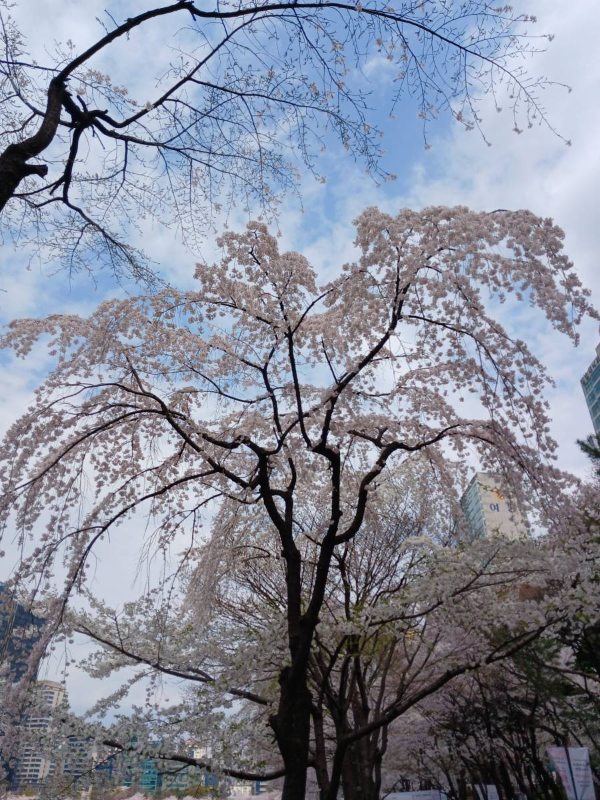 석촌호수 벚나무와 하늘