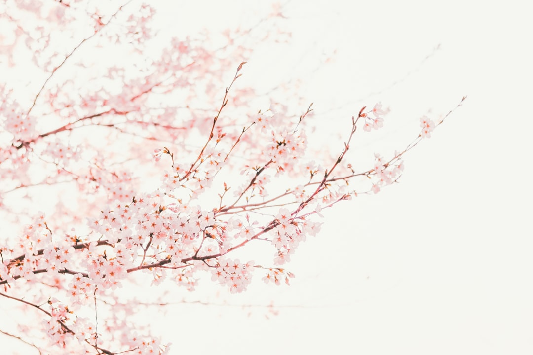 Cherry blossom.