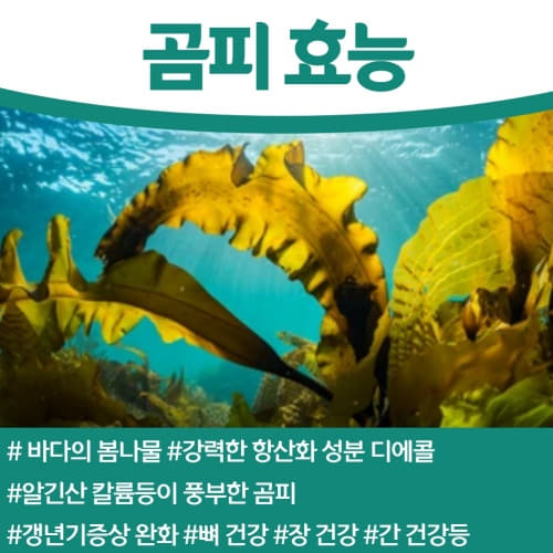 지방간 고지혈증에 좋은 곰피 효능 부작용 섭취 시 주의사항 (쇠미역 곰보미역)