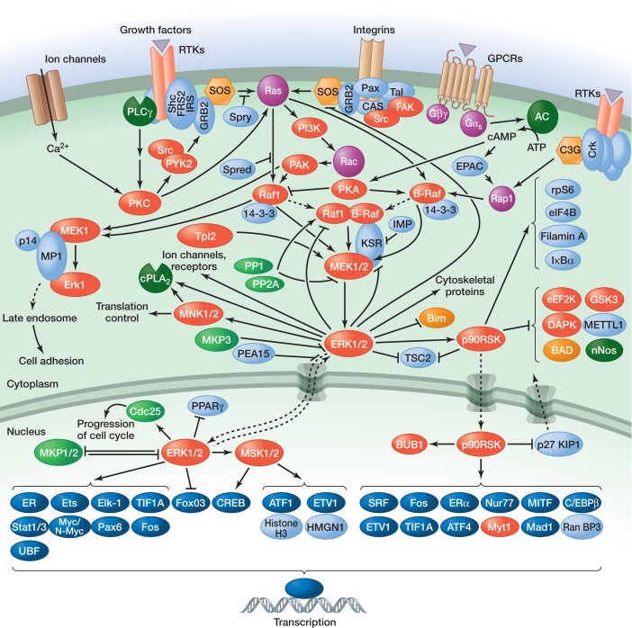 [MAPK pathway] The ERK1/2 modules