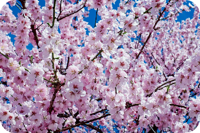 꽃가루-알레르기-증상