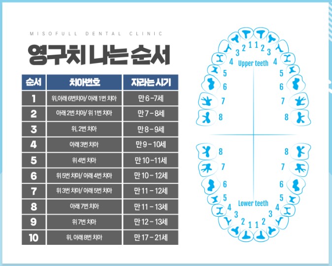 영구치 나는 시기