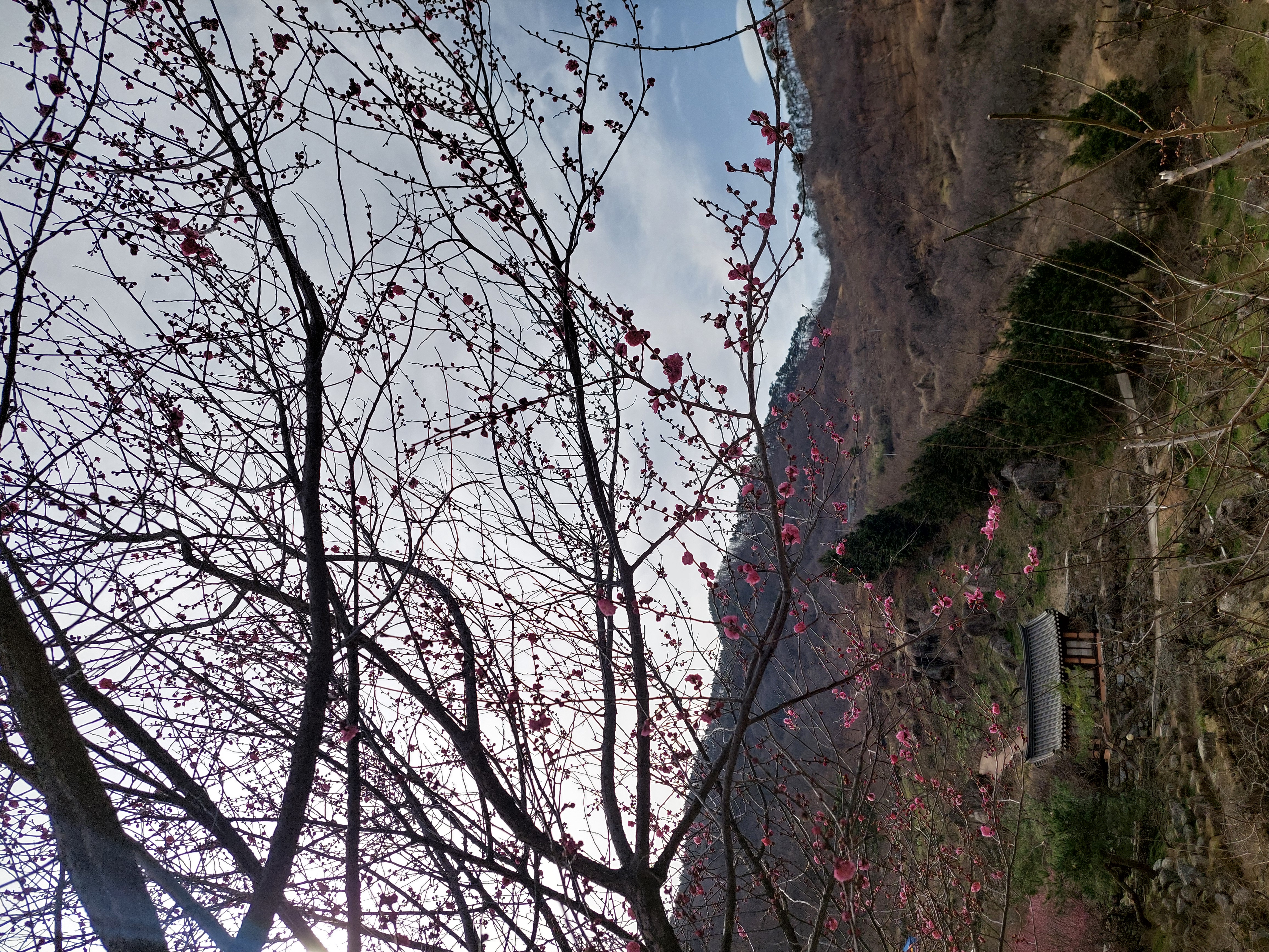 쫓비산