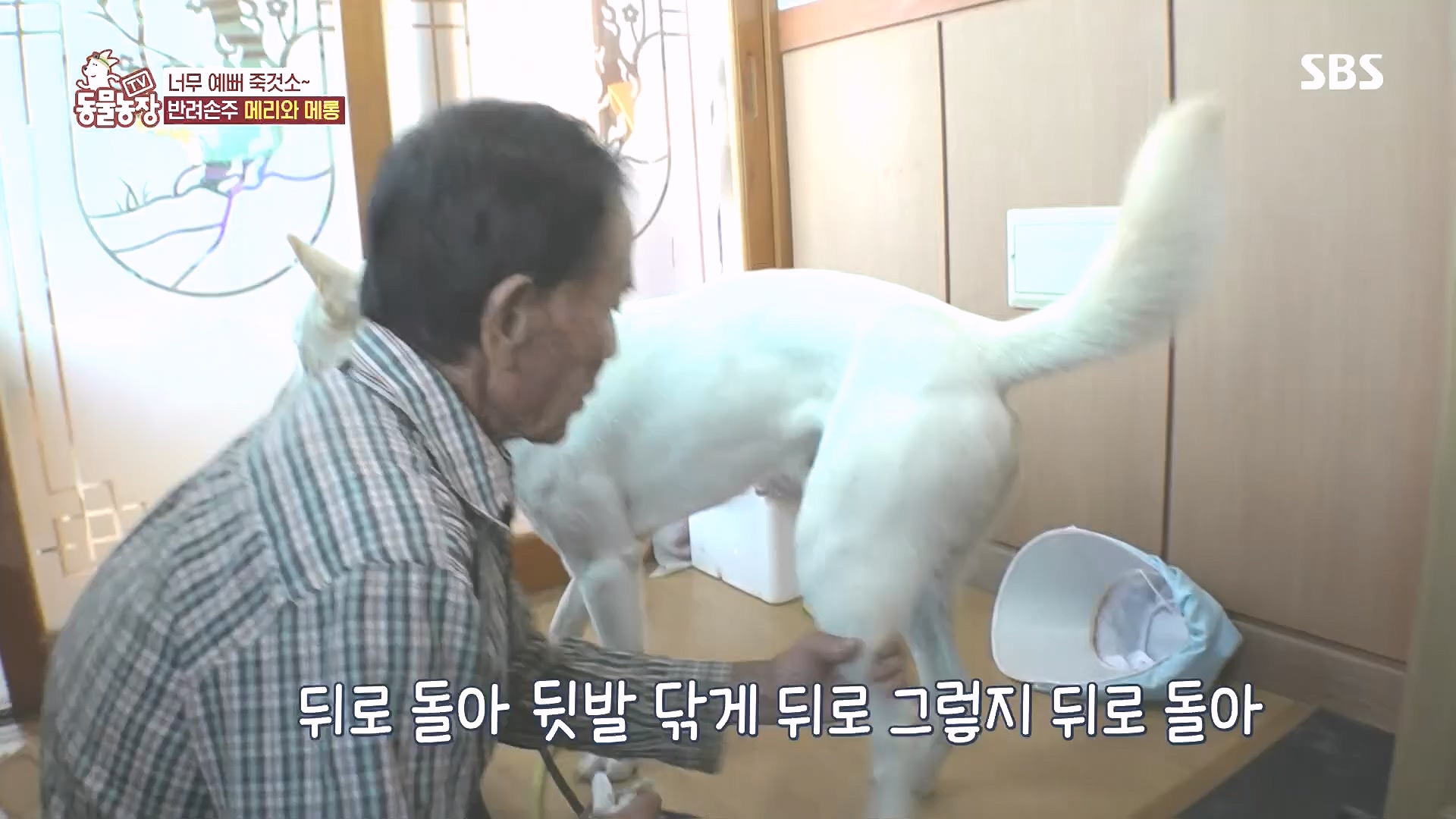 TV 동물농장.E1185.240818p.H264-F1RST.mp4_20240818_161556.564.jpg