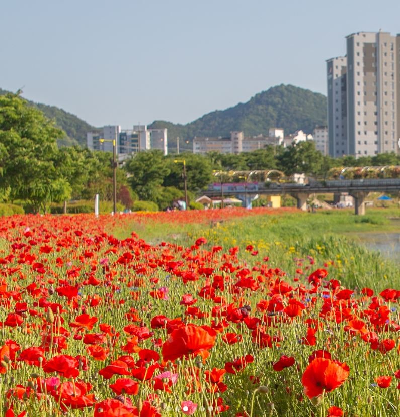 꽃길 이미지