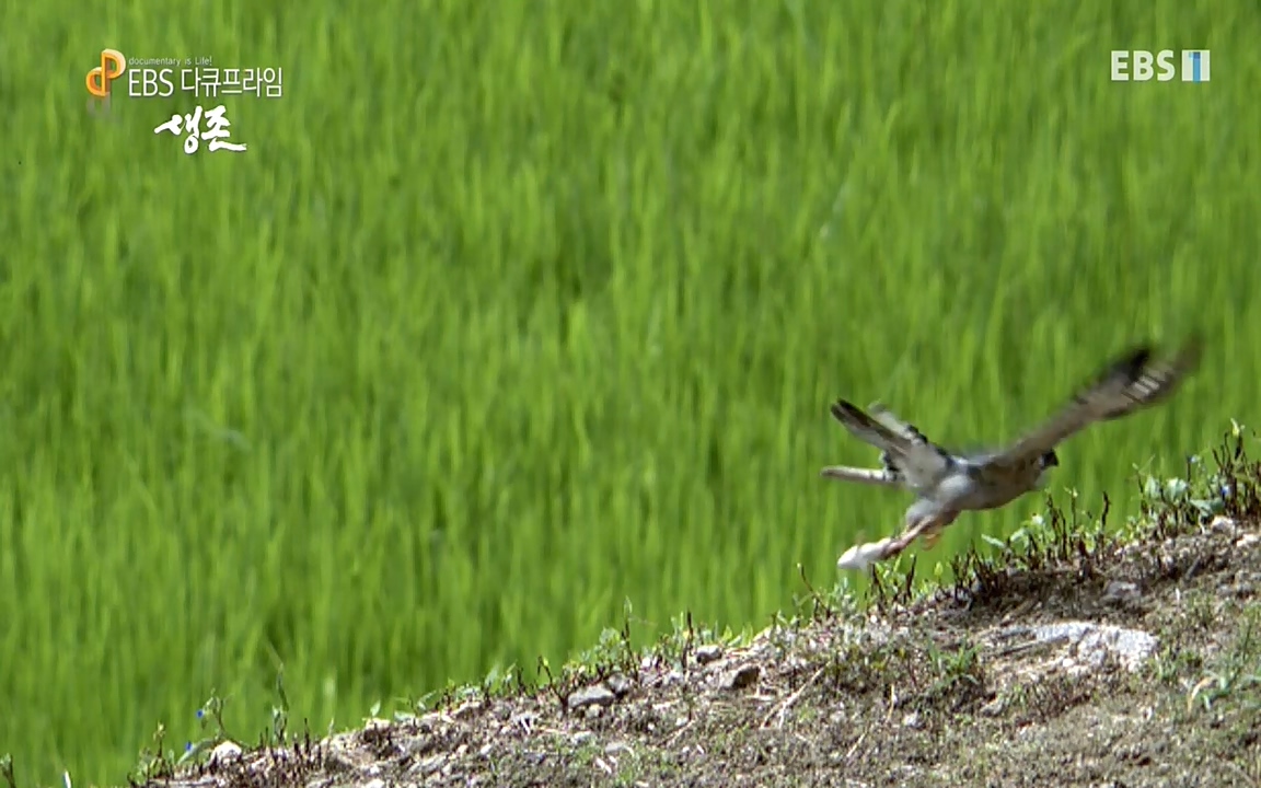 생존 3부_ EBS 다큐프라임_ 220629.avi_20220701_205918.540.jpg