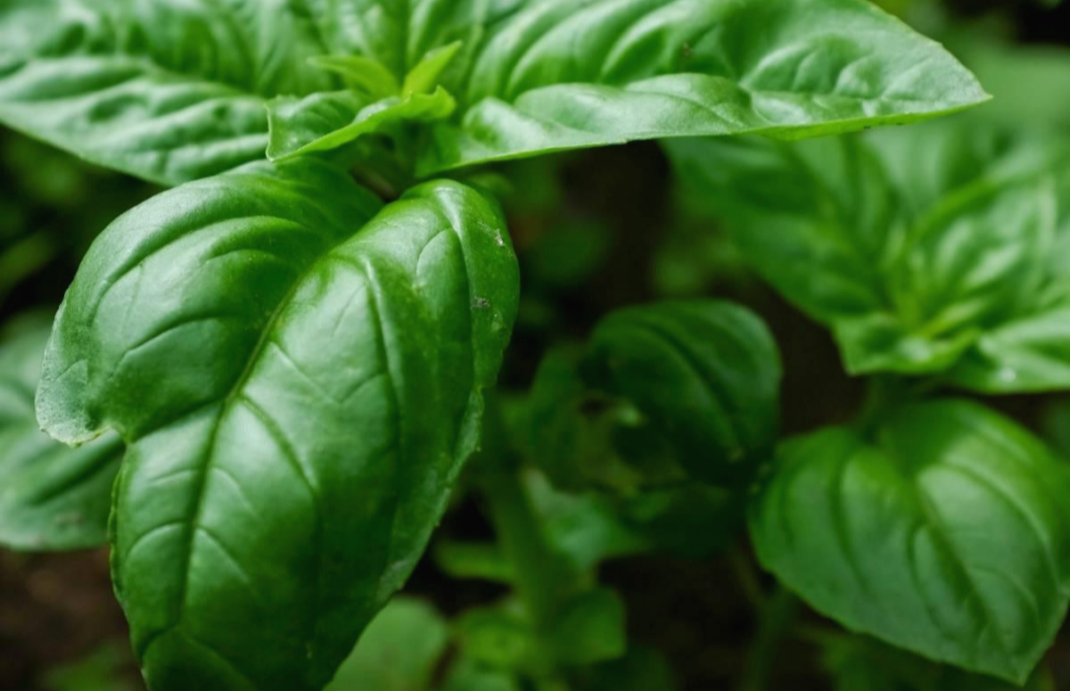  박테리아와 감기, 악취에 효과적인 바질(Basil) 에센셜 오일