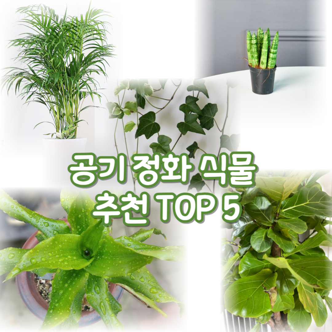 내 집을 위한 공기 정화 식물&#44; 선택 가이드 : 공기 정화 식물 top5