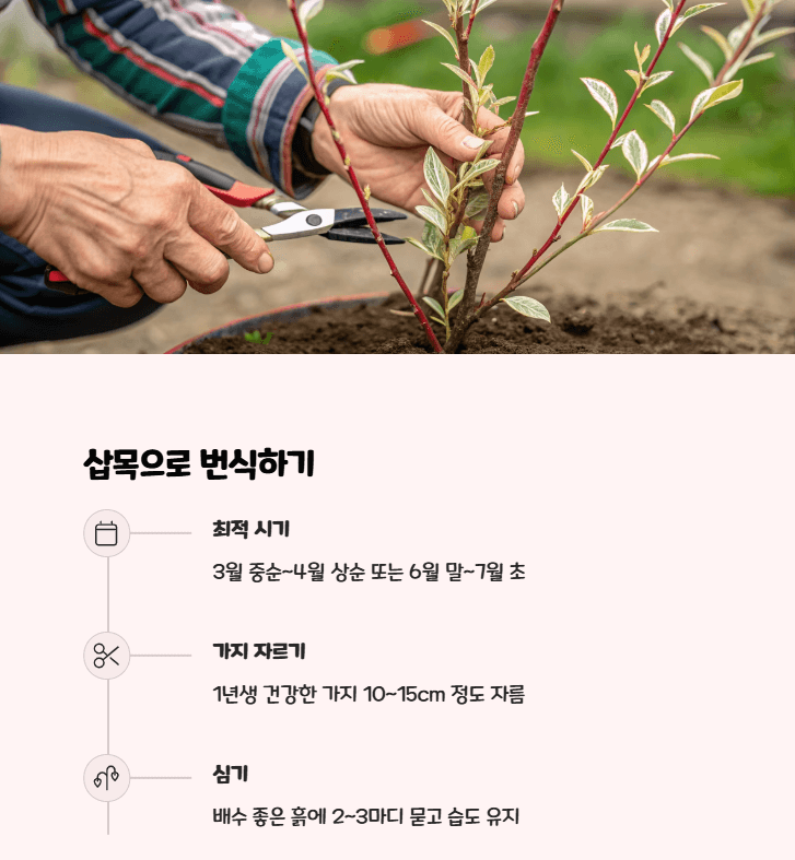 삼색 버드나무 삽목