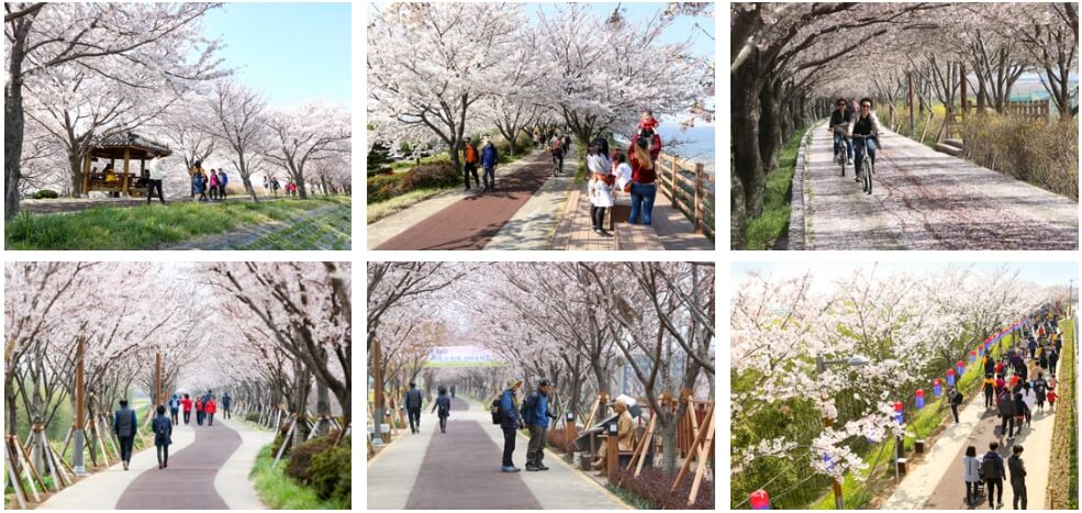 삼락벚꽃축제 전경(강서구청)