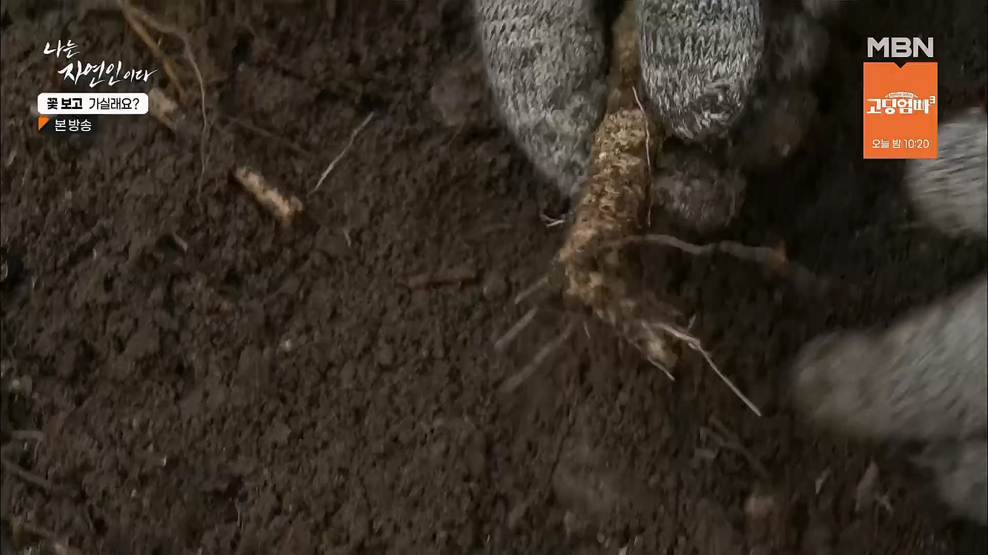 나는 자연인이다.E545.230315p.H264-F1RST.mp4_20230316_212112.228.jpg