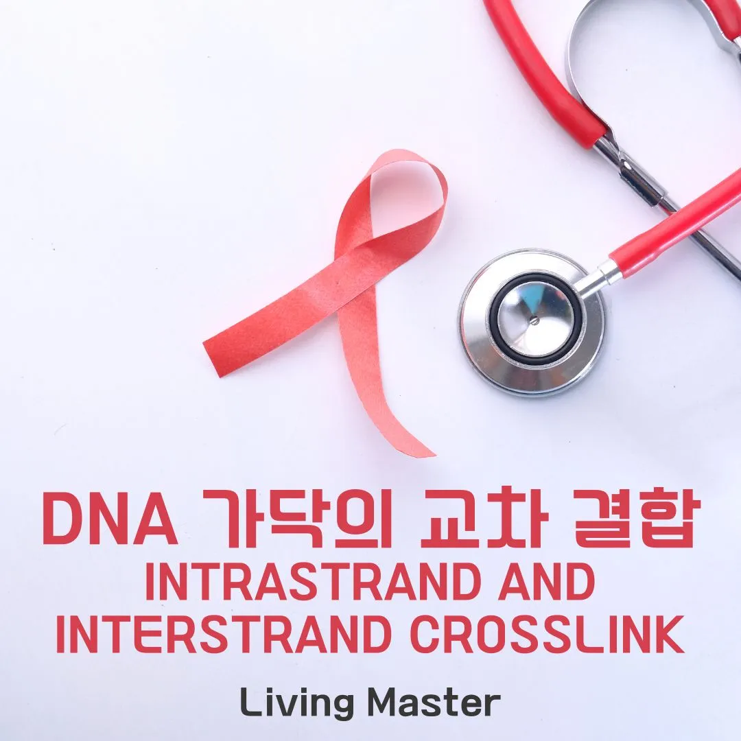DNA가닥의 교차결합