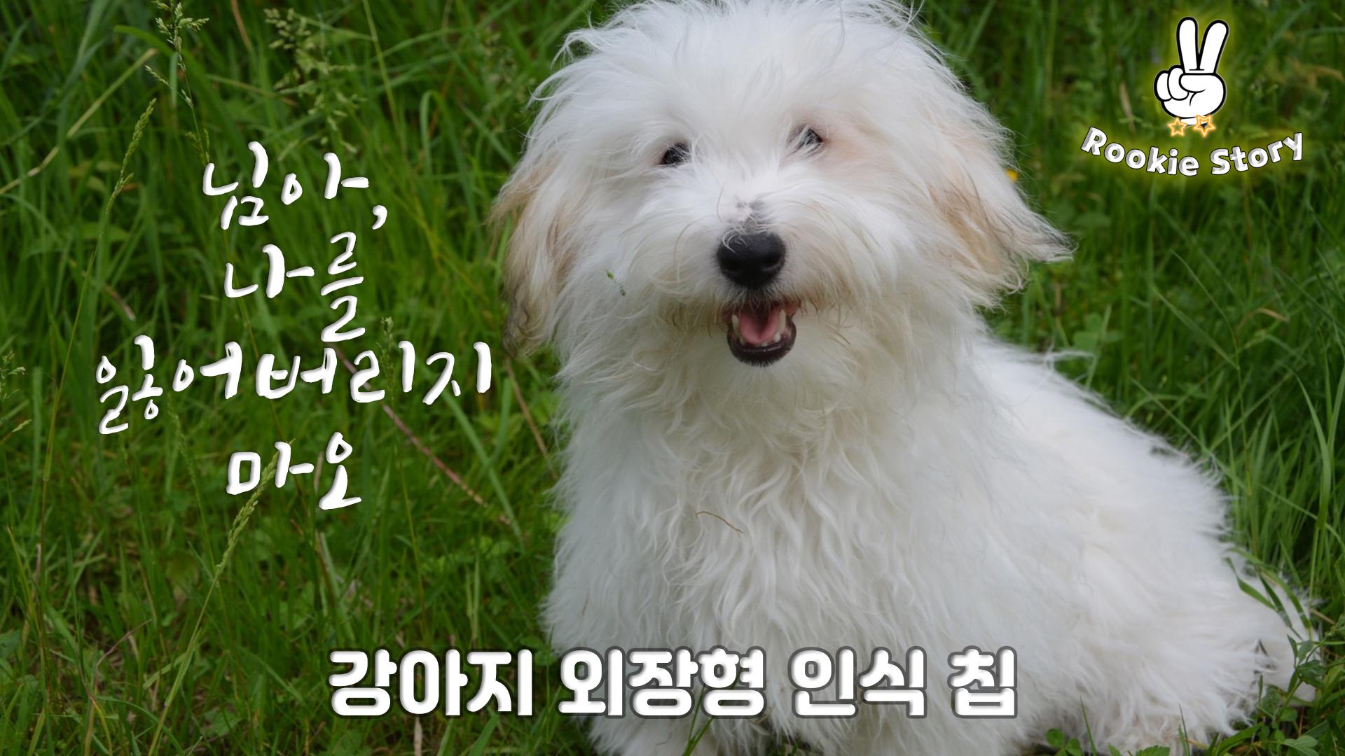  강아지 인식표 목걸이 동물 등록 하기