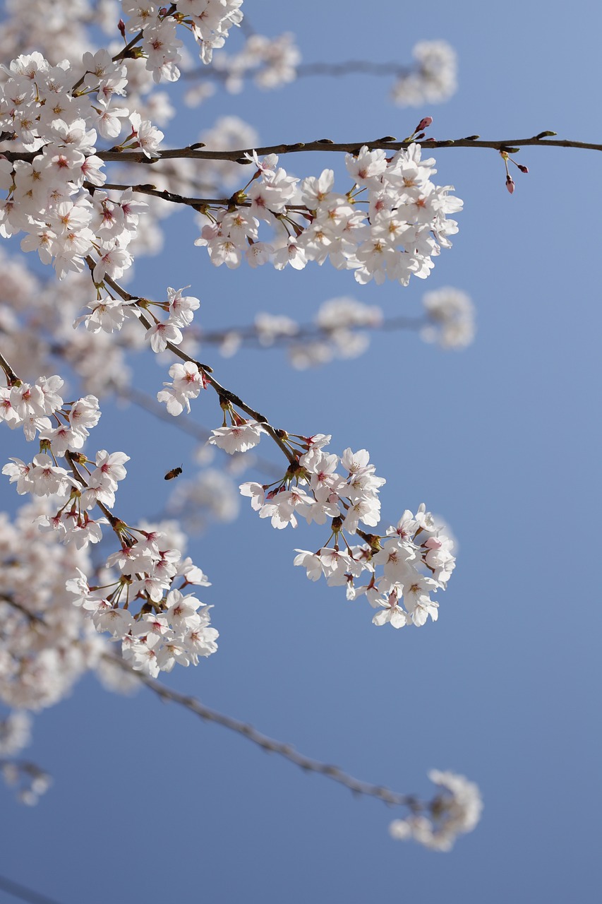 벚꽃 상단 사진