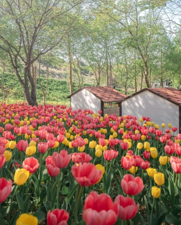 억만송이 봄꽃대향연