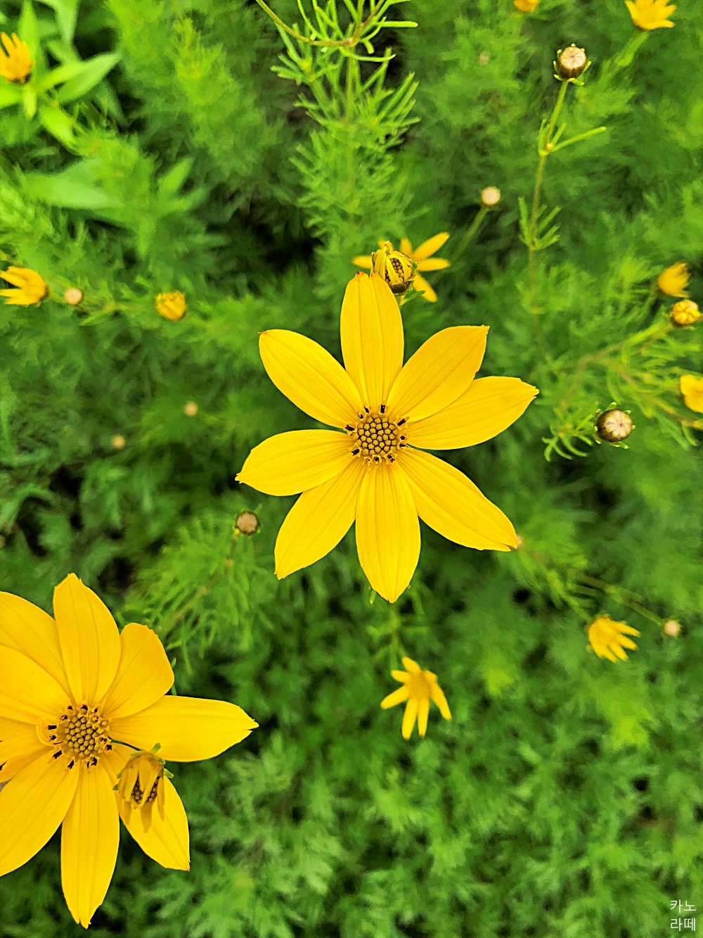 봄꽃, 여름꽃) 자주루드베키아(에키네시아), 이름 모르는 노란 꽃, 백일홍