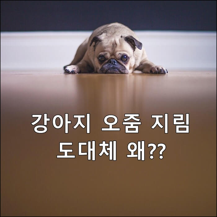  강아지 오줌 지림 원인 및 해결방법