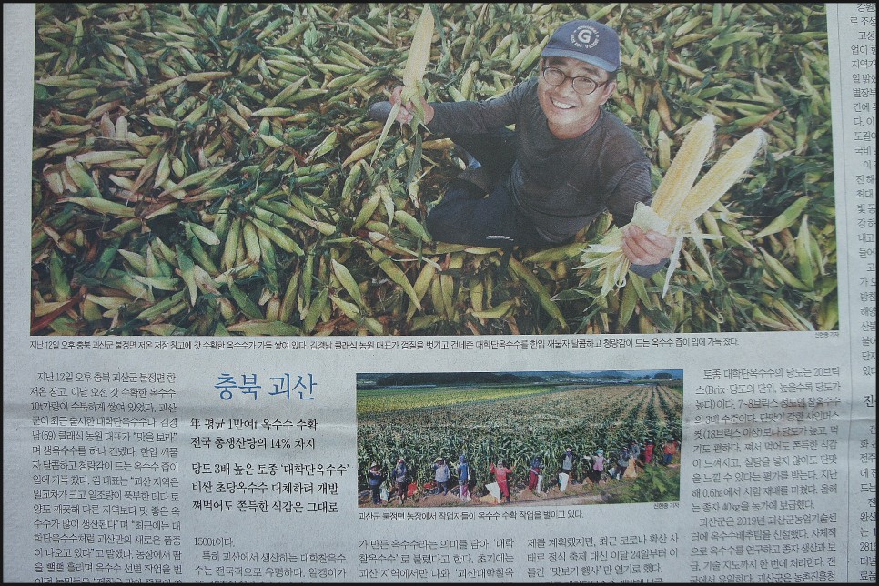 옥수수와 옥수수 가루 추억 // 손자에게 보내는 편지 (제375호) 24