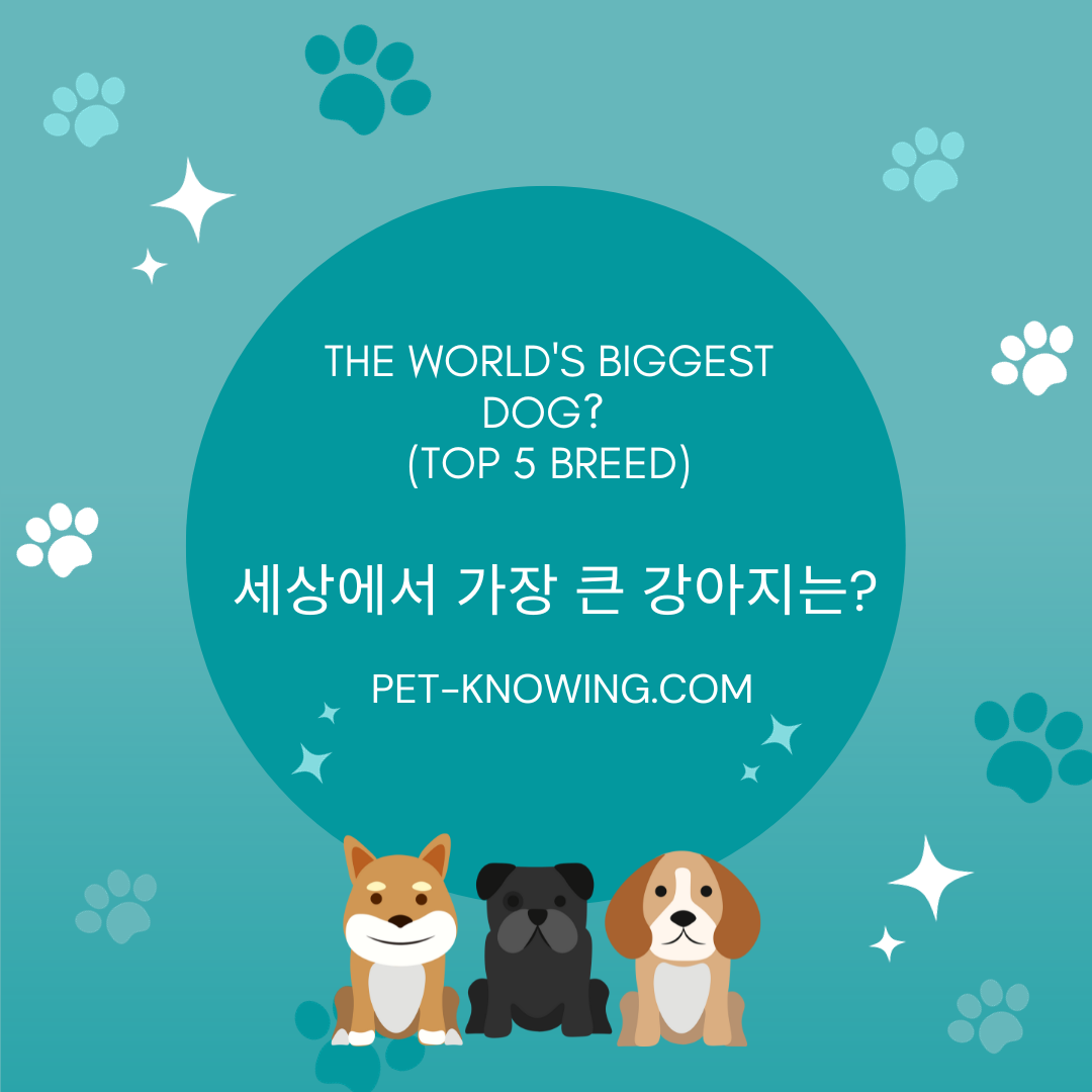 세상에서 가장 큰 강아지는?