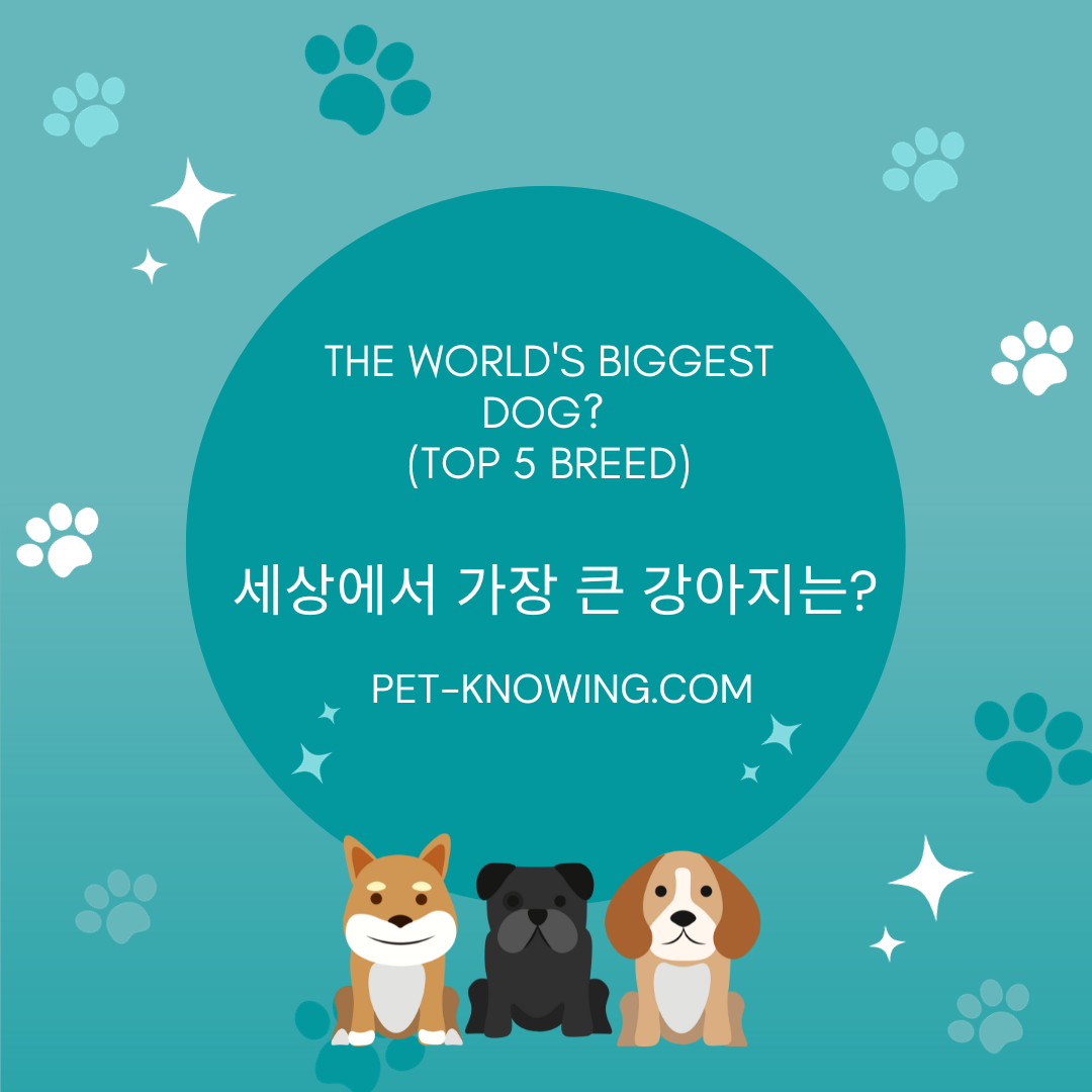  세상에서 가장 큰 강아지 및 품종 5종은?
