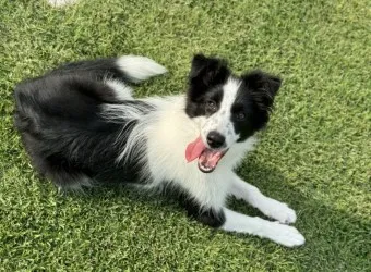 보더콜리 분양 가격 성격 수명 장단점_18