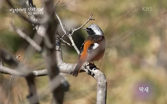 다큐 인사이트 - KBS인생정원 - 붉은 매화가 피면] 봄이면 가장 먼저, 그리고 가장 붉게 피어나는 강인한 소성의 매화.ts_20220818_203520.057.jpg