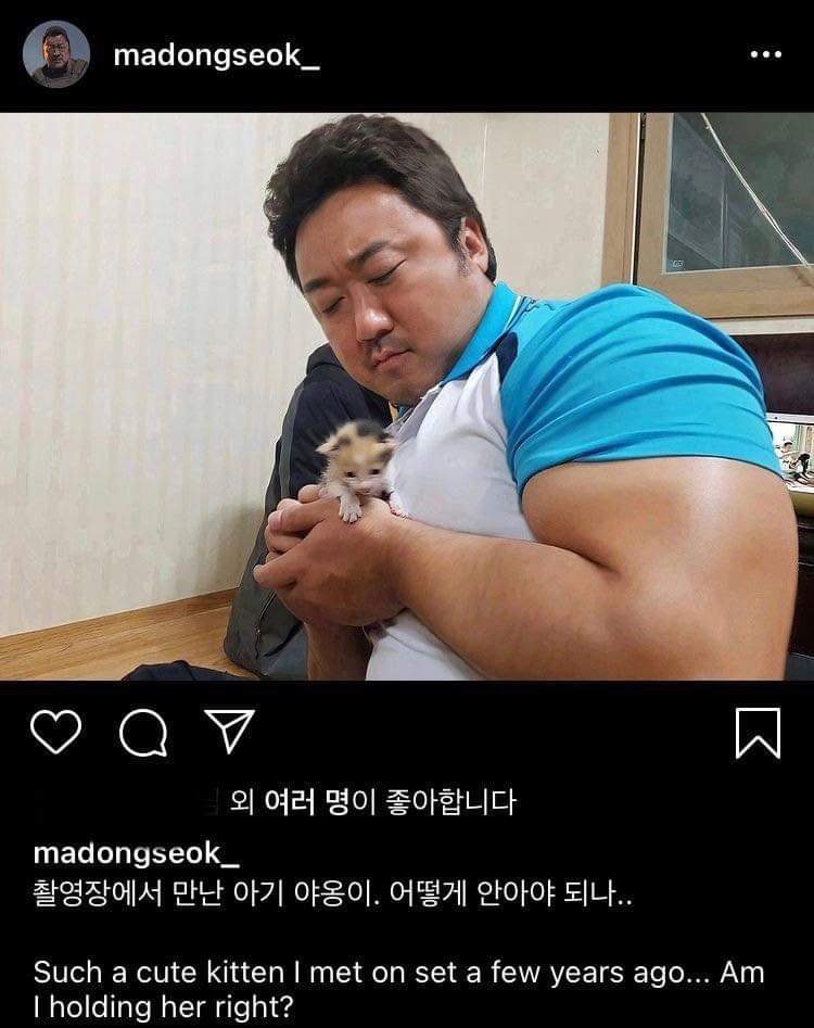  마동석 인스타에 올라온 아가 고양이