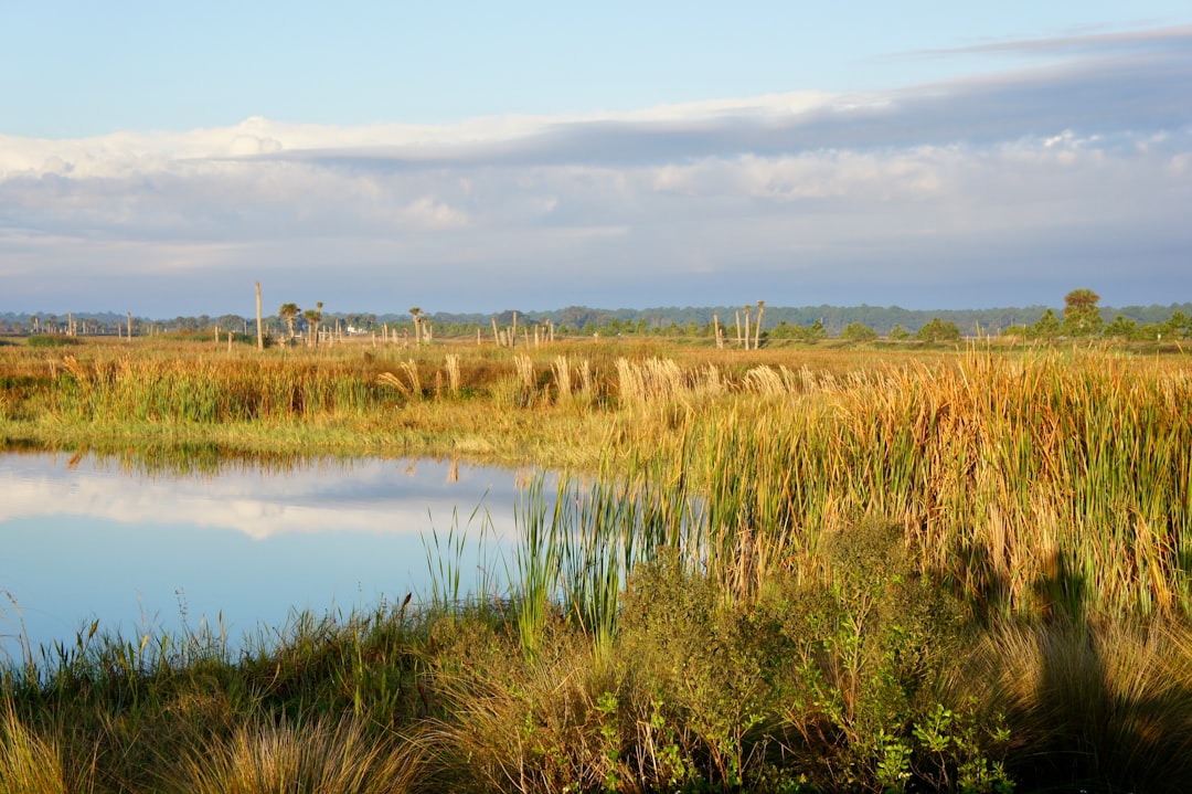 Wetlands