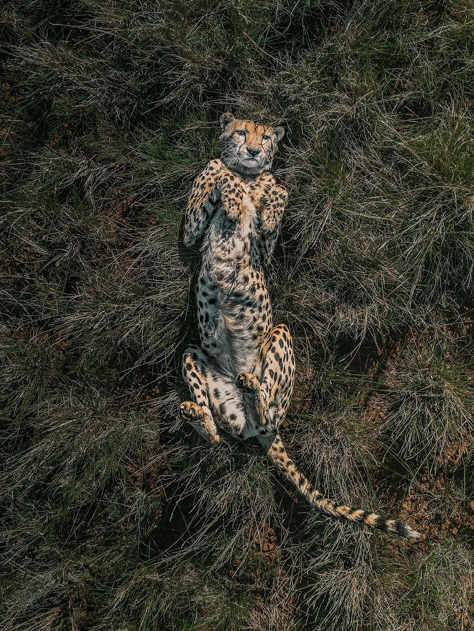img.jpg