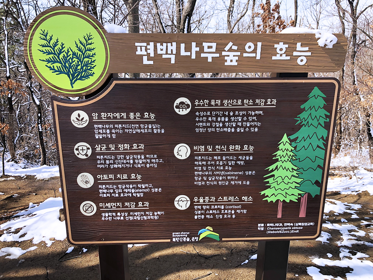 편백나무숲의 효능