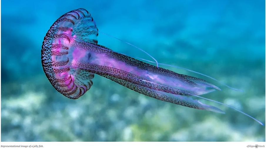 5억년 된 해파리 콜라겐...&#39;장기 대체&#39; 획기적인 바이오 소재 부각 500-million-year-old jellyfish collagen could be key to lab grown organs