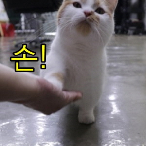 고양이