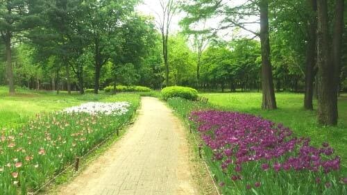 양재-시민의숲-산책로-봄꽃