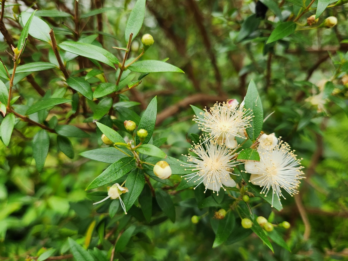 은매화 Myrtle