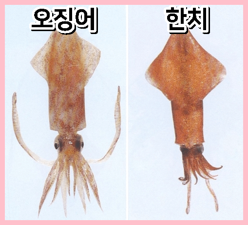 한치-오징어-비교사진