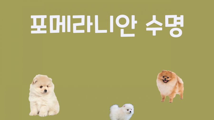 폼피츠 미니 자이언트 종류 알기!포메라니안 성격 수명 누락 미용 4