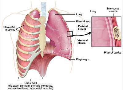 폐결절과 폐암