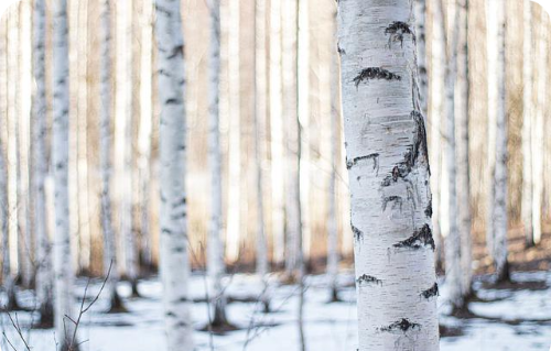 눈이 내린 자작나무 숲 풍경