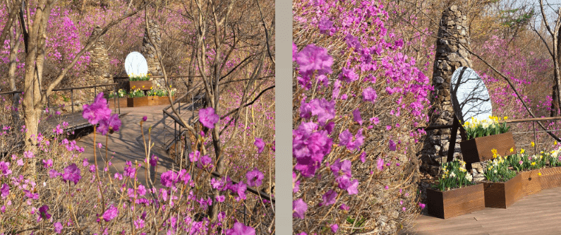 화담숲 봄 수선화 축제 모노레일 예약-화담숨 홈페이지 이미지 참고