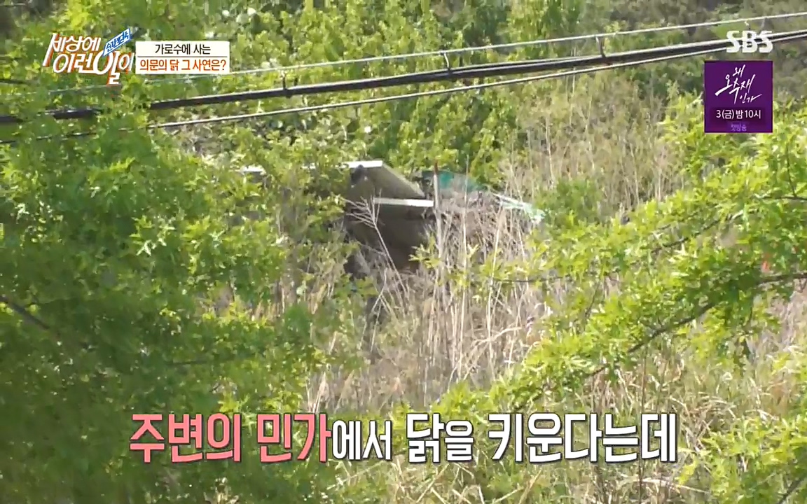 순간포착 세상에 이런일이.E1182.220532p-NEXT.mp4_20220601_173146.308.jpg